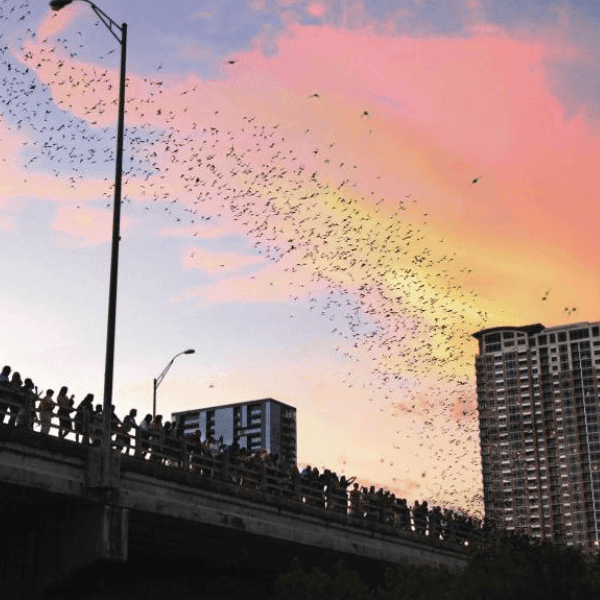 Commerce St Bats