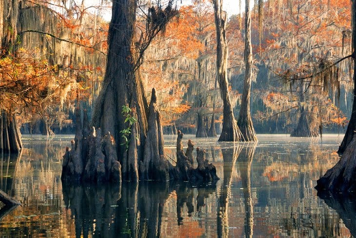 Caddo Lake State Park
