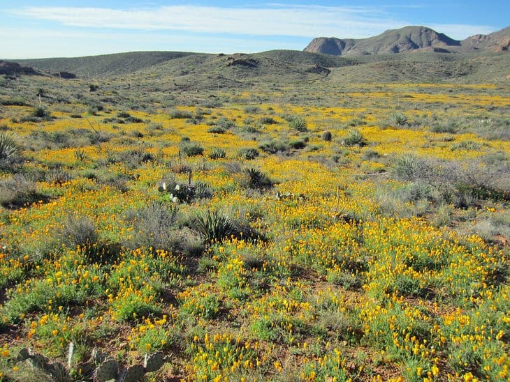 Franklin Mountains