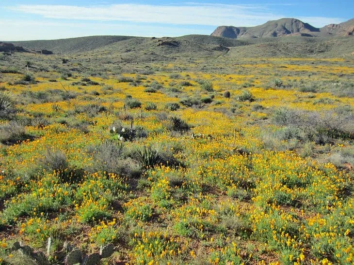 Franklin Mountains