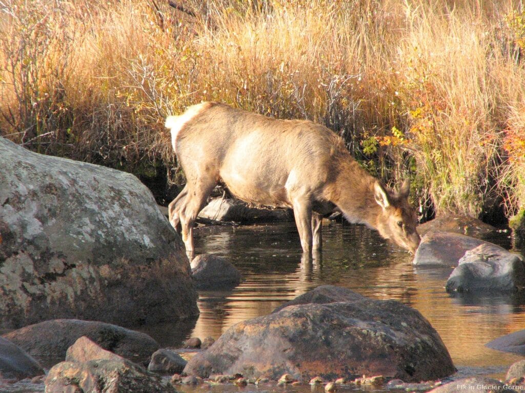 RMNP Elk Glacier