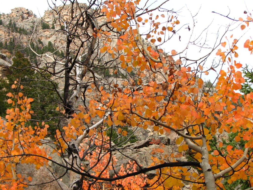 Fern Lake Trail